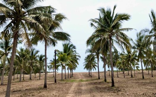 Xali del Mar, Playa de Cocos