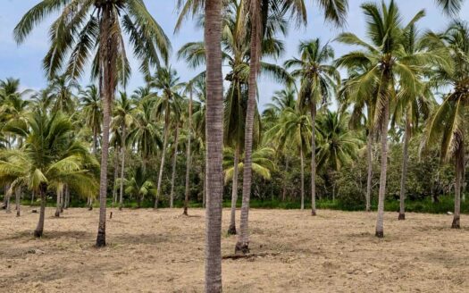 Xali del Mar, Playa de Cocos